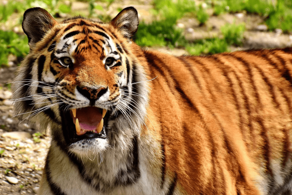 International Tiger Day: Did You Know These Facts About the Bengal Tiger?
