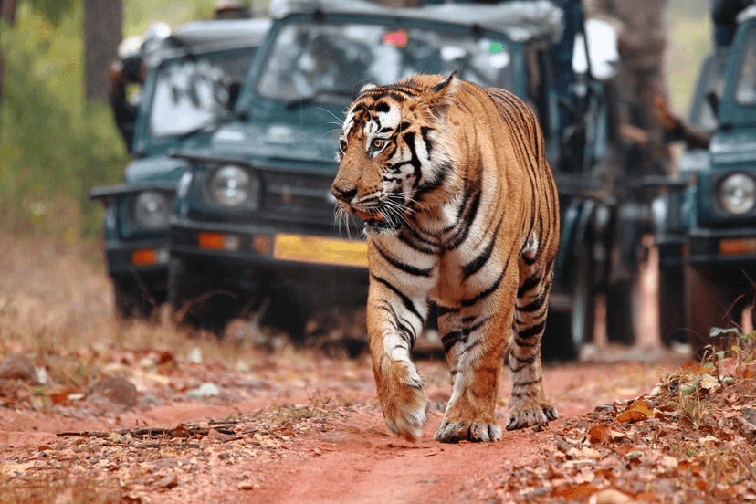 RAJASTHAN + RANTHAMBORE
